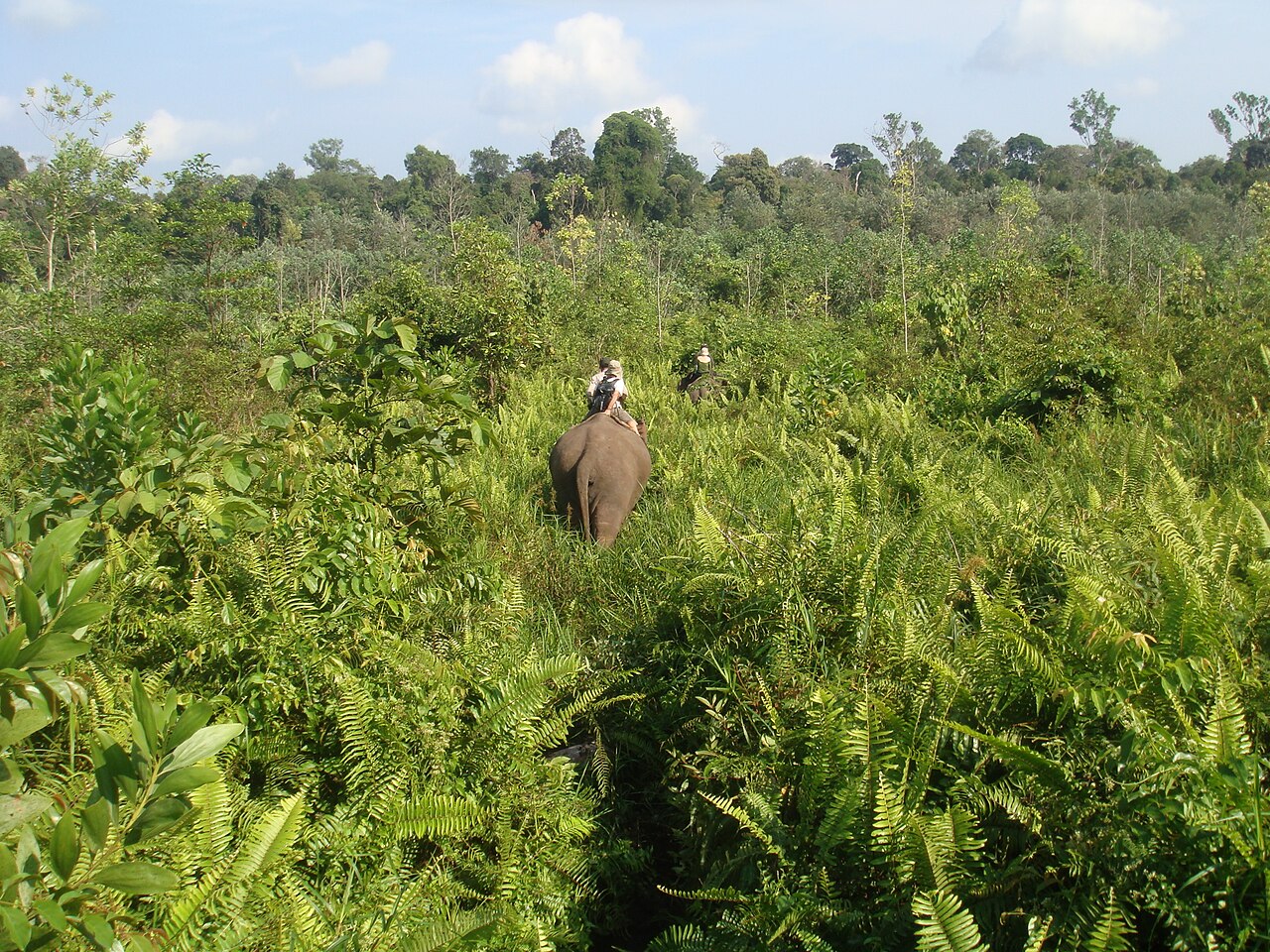 Taman Nasional Tesso Nilo