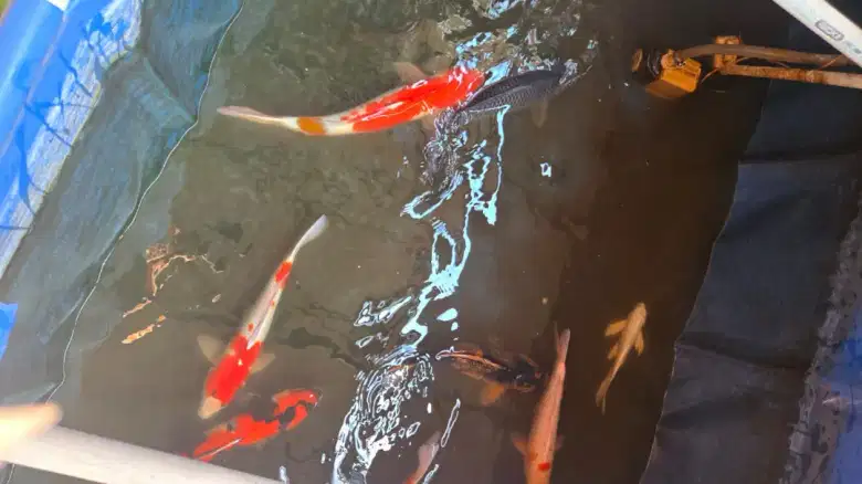 Paket Koi Ukuran sampai dengan 70 cm