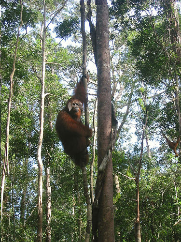 Taman Nasional Tanjung Puting
